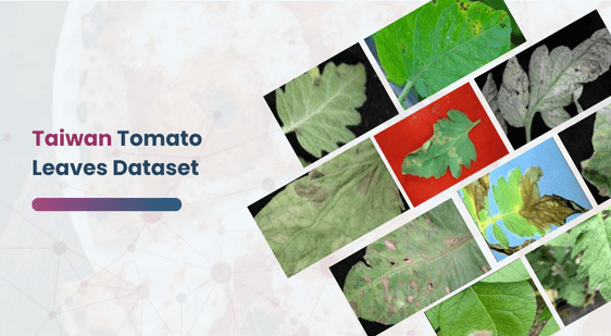 Taiwan Tomato Leaves Dataset